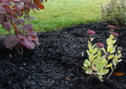 Black Mulch