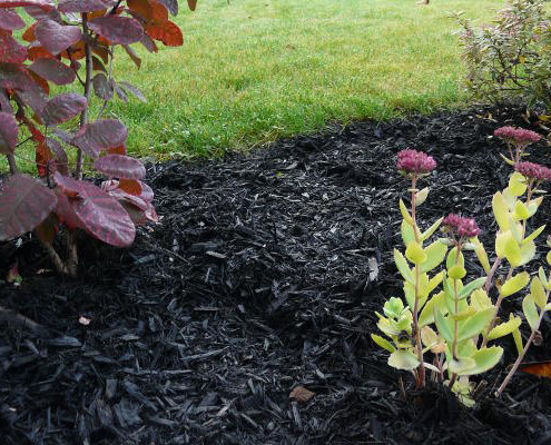 Black Mulch