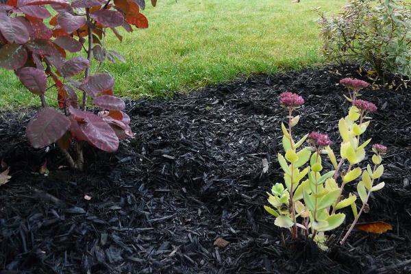 Black Mulch