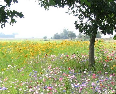 Terraseeded Wildflower Meadow