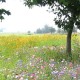 Terraseeded Wildflower Meadow