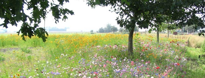 Terraseeded Wildflower Meadow