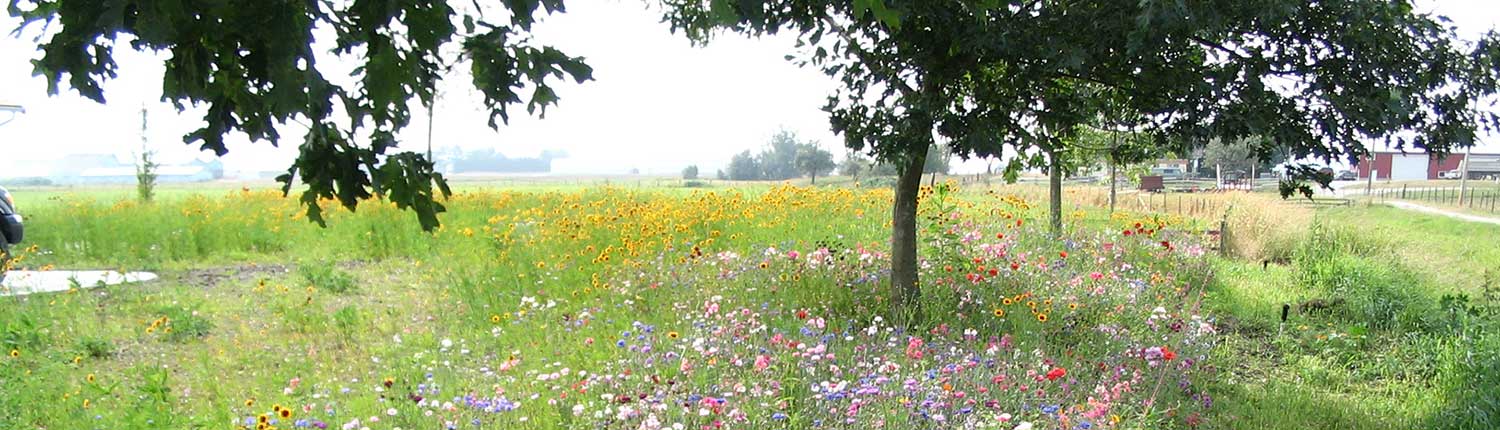 Terraseeded Wildflower Meadow