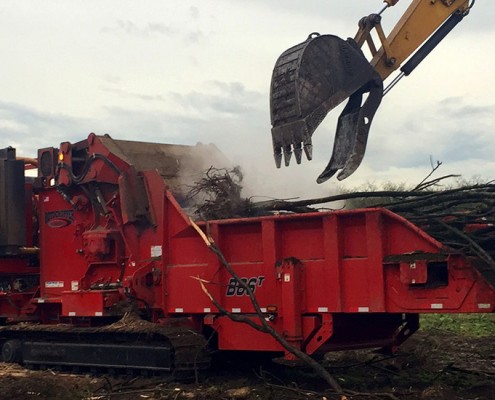 Denbow grinding hazelnut trees