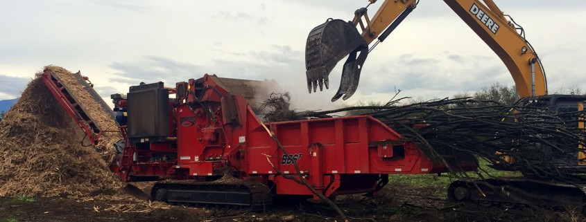 Denbow grinding hazelnut trees