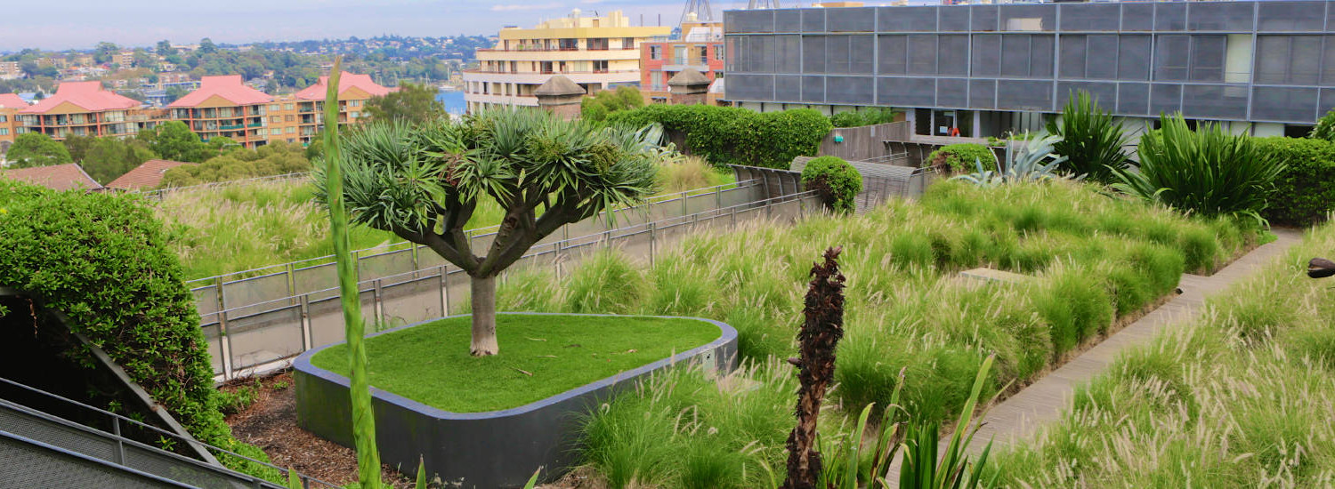 Greenroof soil