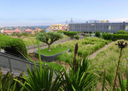 Greenroof soil