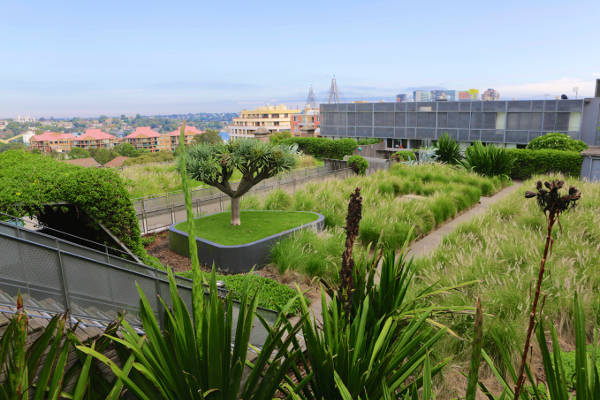 Greenroof soil