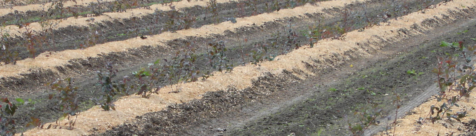 Berry Sawdust & Mulch