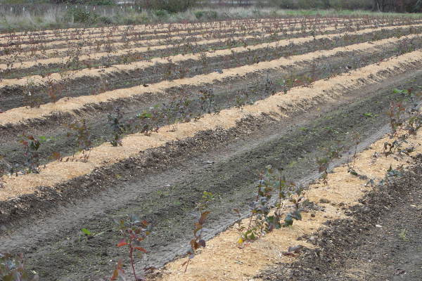 Berry Sawdust & Mulch