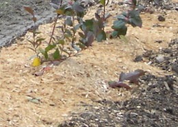 Berry Sawdust & Mulch