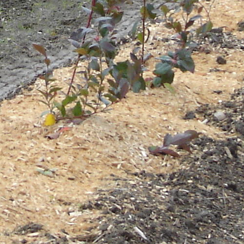 Berry Sawdust & Mulch