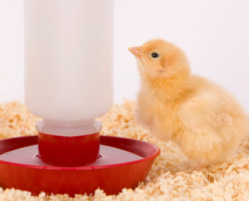 Poultry Bedding - Newborn Chicken stands by the water supply