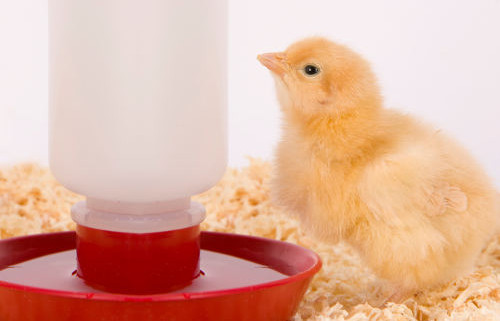 Poultry Bedding - Newborn Chicken stands by the water supply