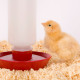 Poultry Bedding - Newborn Chicken stands by the water supply