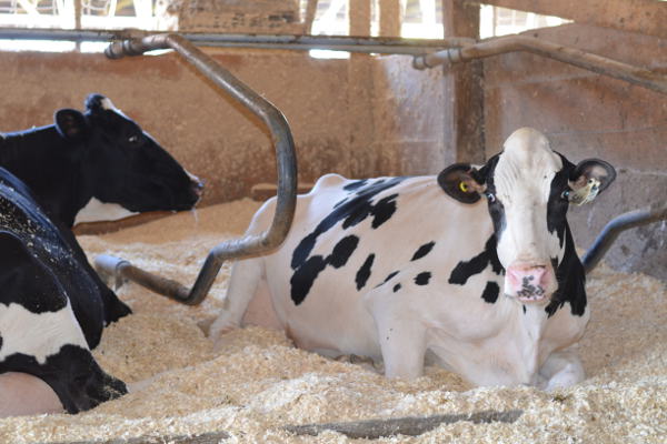 Dairy Bedding