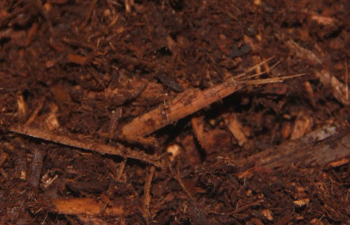 fir bark mulch