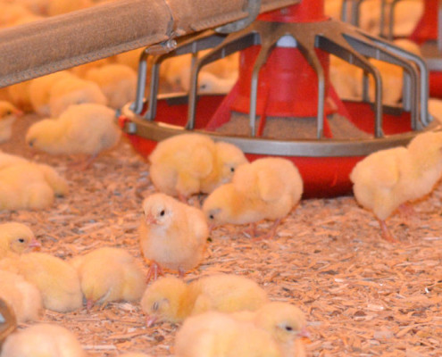 Poultry Bedding