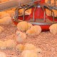 Poultry Bedding