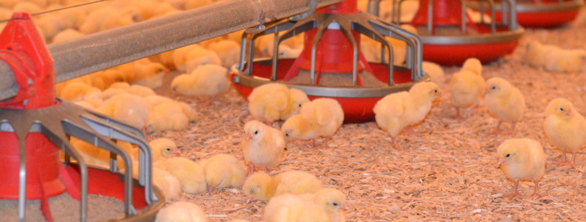 Poultry Bedding