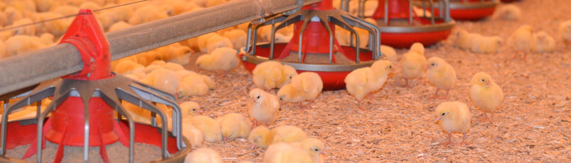 Poultry Bedding