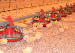 Poultry Bedding