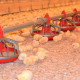 Poultry Bedding