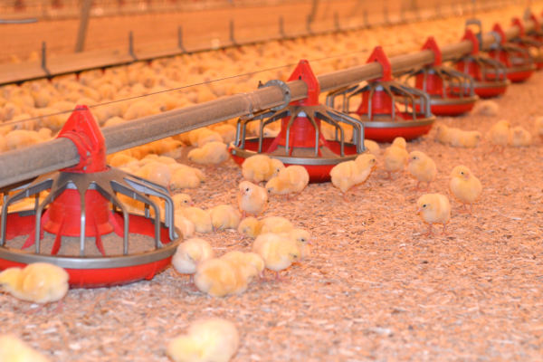 Poultry Bedding