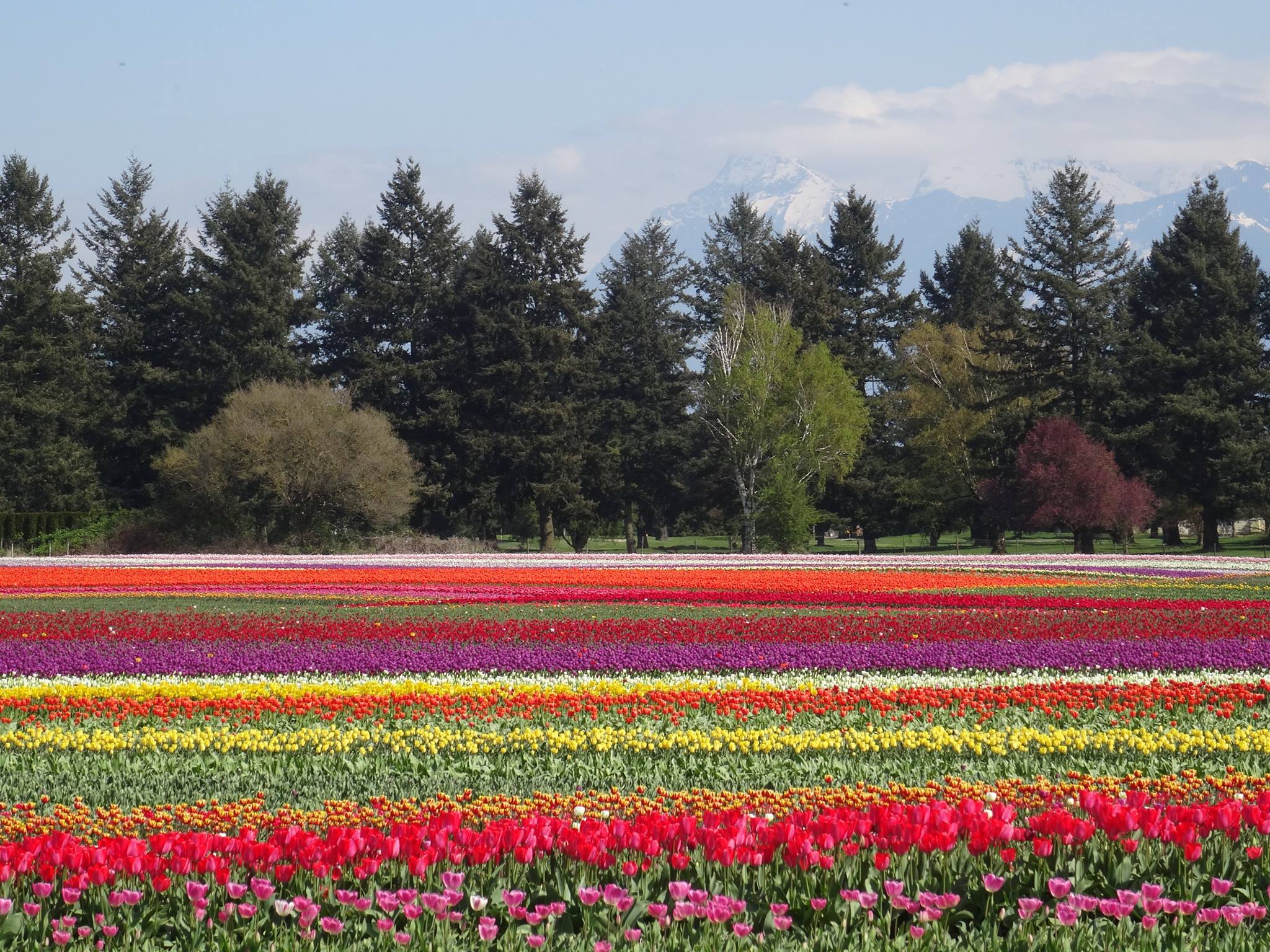 Fraser Valley Tulips - Anne Vanderhiede