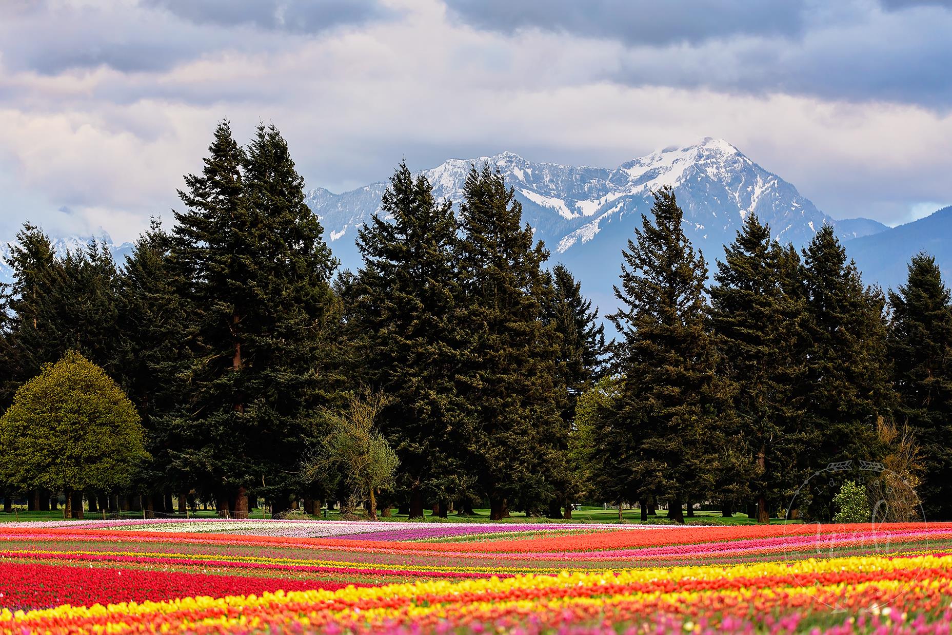 Fraser Valley Tulips - Elsie Rogers