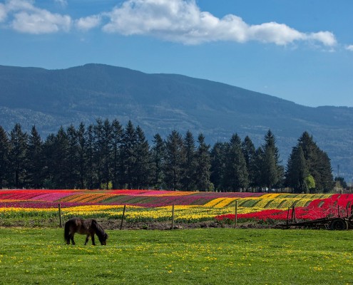 Fraser Valley Tulips - Ian Meissner