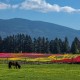 Fraser Valley Tulips - Ian Meissner