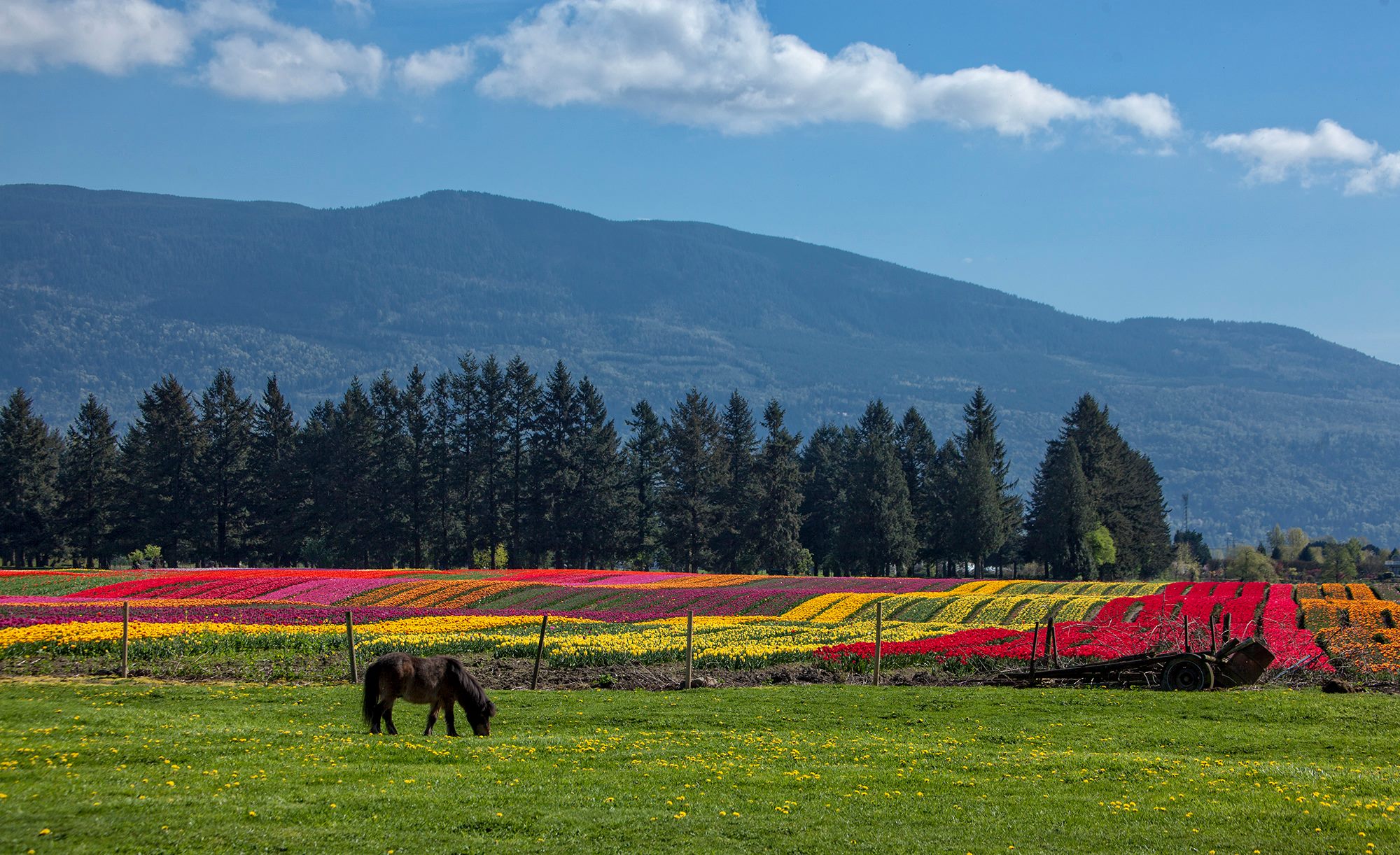 Fraser Valley Tulips - Ian Meissner