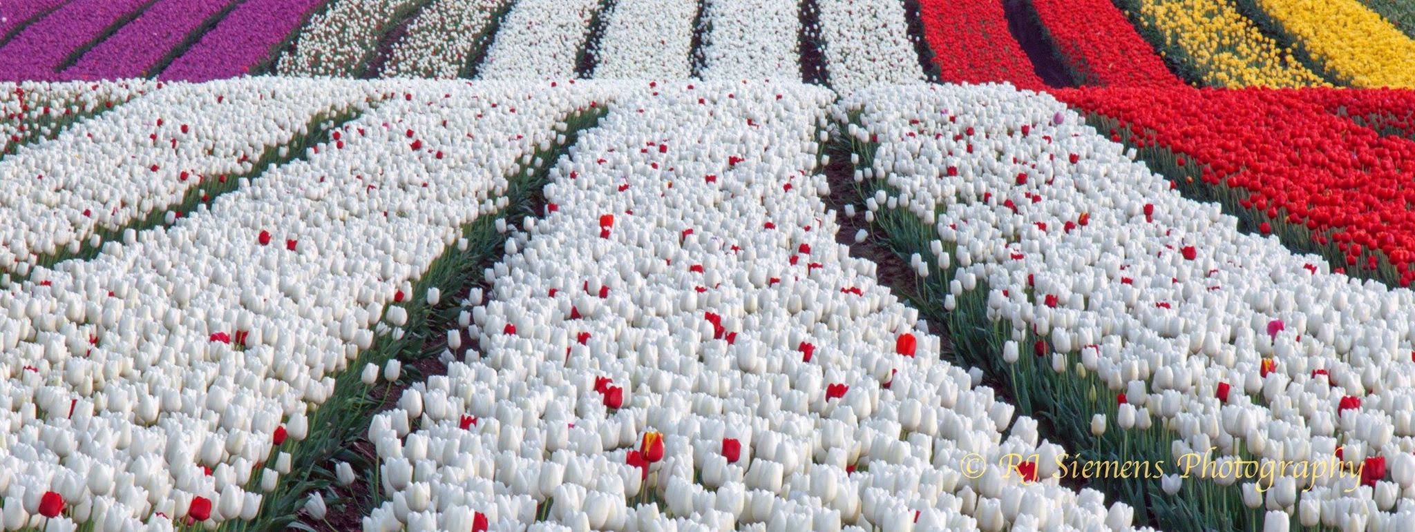 Fraser Valley Tulips - Rick Siemens