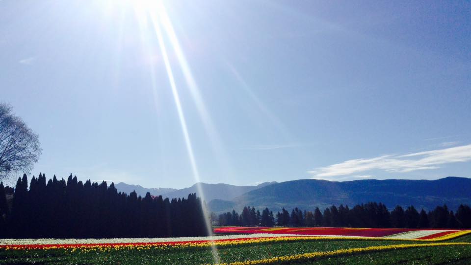 Fraser Valley Tulips - Tammy Logan