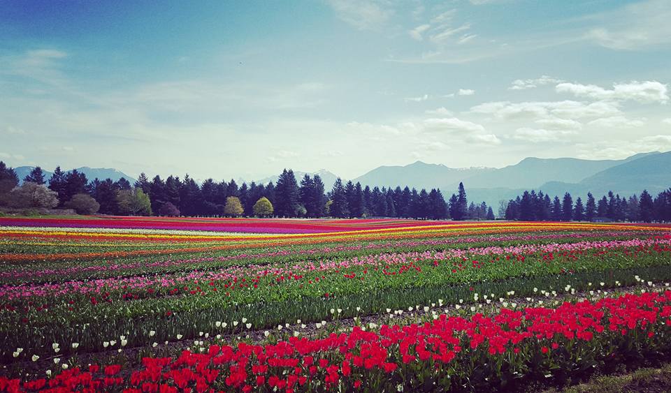 Fraser Valley Tulips -Viviana Lucian Chlorean