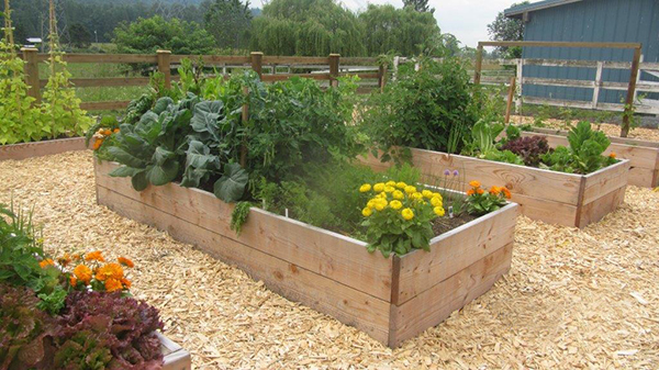 Raised Garden Beds separated by wood chips