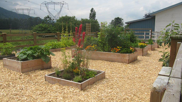 Raised Garden Beds separated by wood chips