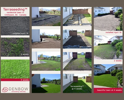 Terraseeding residential lawn Denbow