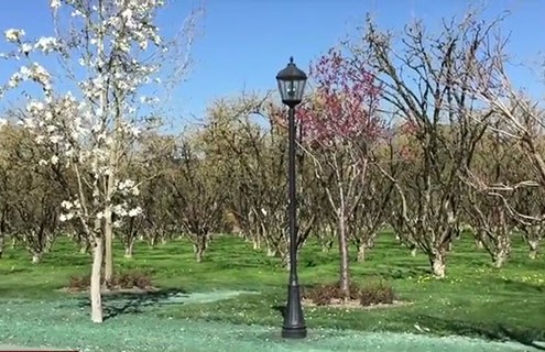 Hydroseeding