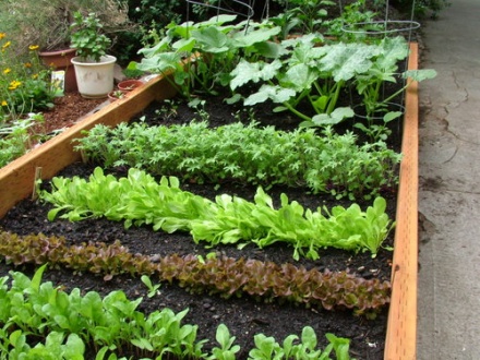 vegetable garden plant arrangement