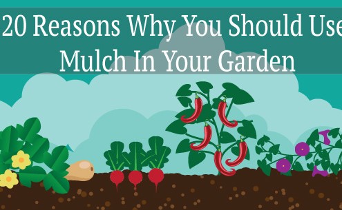 20 reasons why you should use mulch in your garden