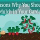 20 reasons why you should use mulch in your garden