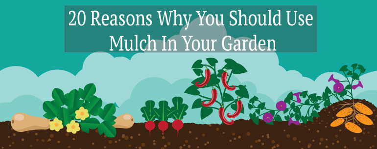 20 reasons why you should use mulch in your garden