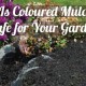 is coloured mulch safe for your garden