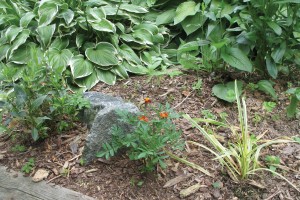Bark Mulch, the Ultimate Weed Suppressant - Denbow