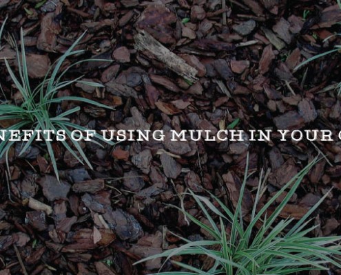 the cover page image for the article benefits of mulch in your garden