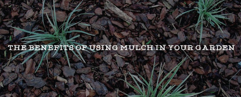 the cover page image for the article benefits of mulch in your garden