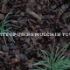 the cover page image for the article benefits of mulch in your garden