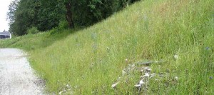 EcoBlanket Terraseeding 2